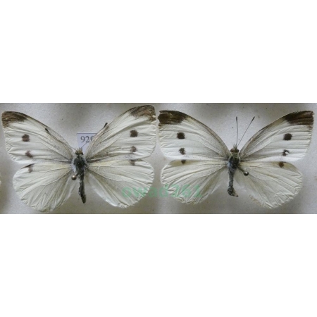 Pieris rapae (Linnaeus, 1758) 2xfemale Bielinek rzepnik Czech92f